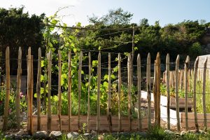kastanjestaket vid odlingslotter